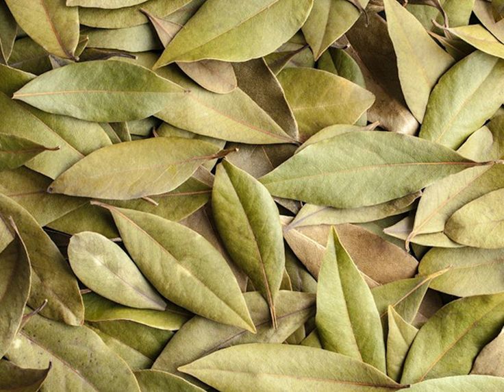 Bay Leaf Whole Spice Export