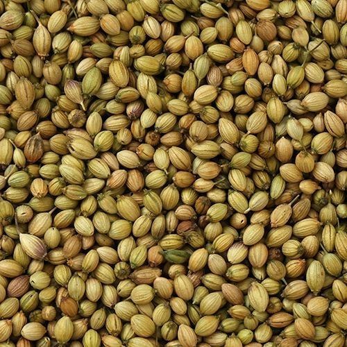 Coriander Whole Spice Export