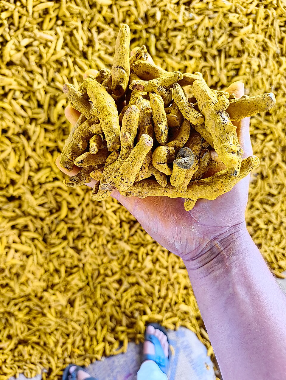 Turmeric Whole Spice Export